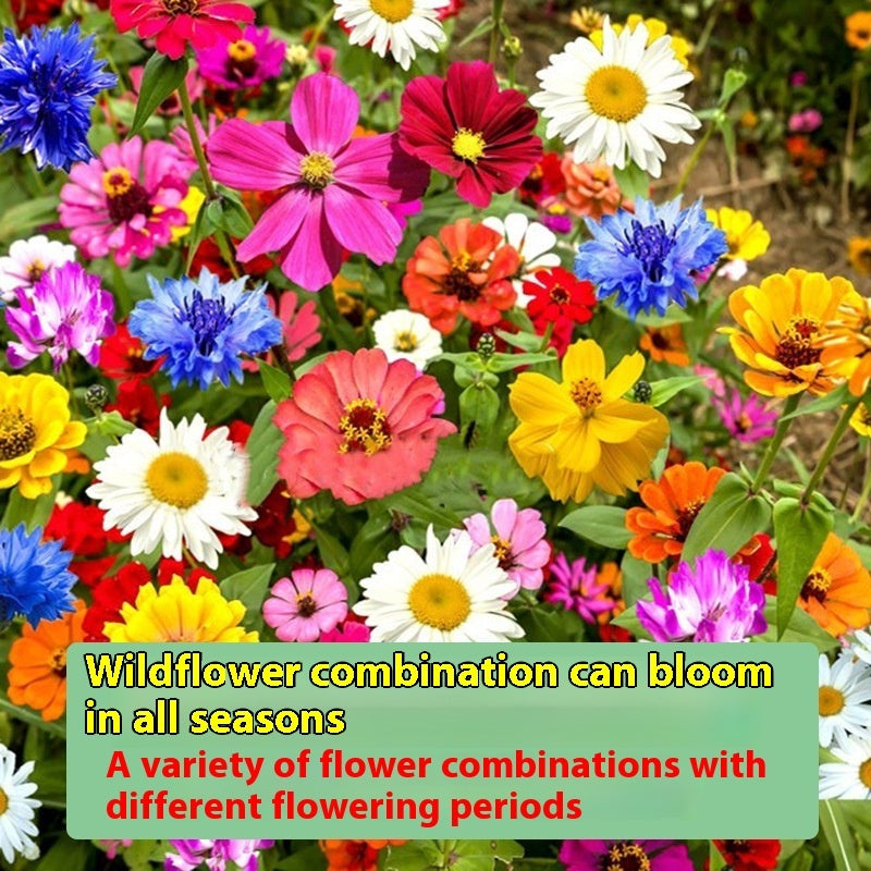 Flower Seeds Are Sown And Blooming In Four Seasons