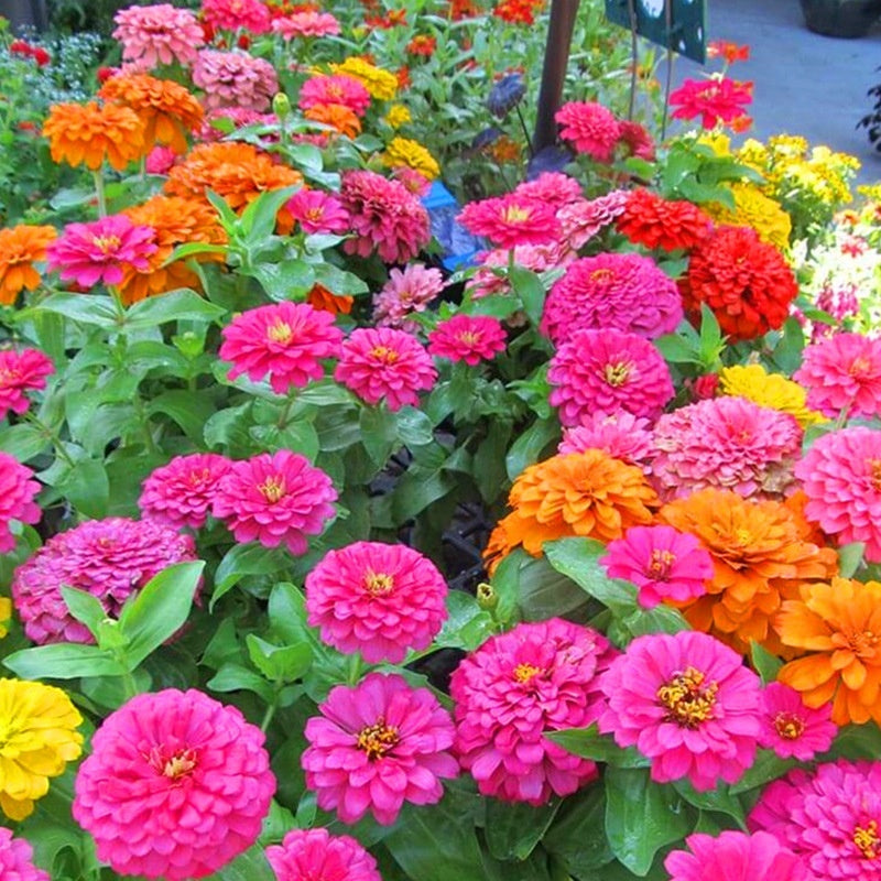 Flower Seeds Are Sown And Blooming In Four Seasons