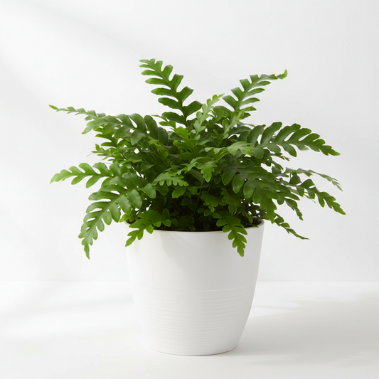 A green potted fern in a white textured ceramic pot, photographed against a clean white background.