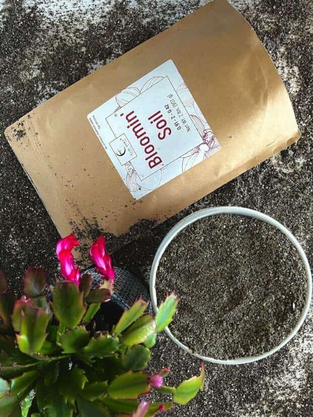 Gardener's Gift Flowering Bundle