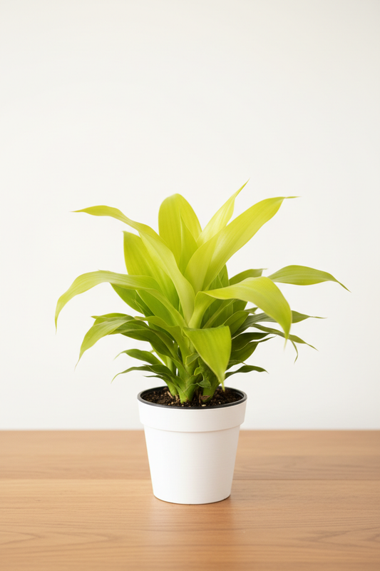 Dracaena Limelight in a white nursery pot with broad vivid chartreuse lime-green lance-shaped leaves on a natural wood surface in soft natural light