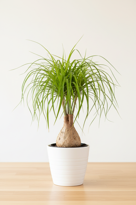 Ponytail Palm Beaucarnea recurvata in a white nursery pot with swollen bulbous base trunk and long narrow cascading bright green leaves on a wood surface in natural light