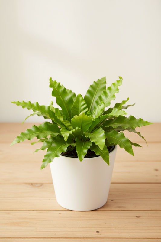 Bird's Nest Leslie fern in a white nursery pot with compact ruffled crinkled bright green fronds radiating from a central rosette on a wood surface in natural light