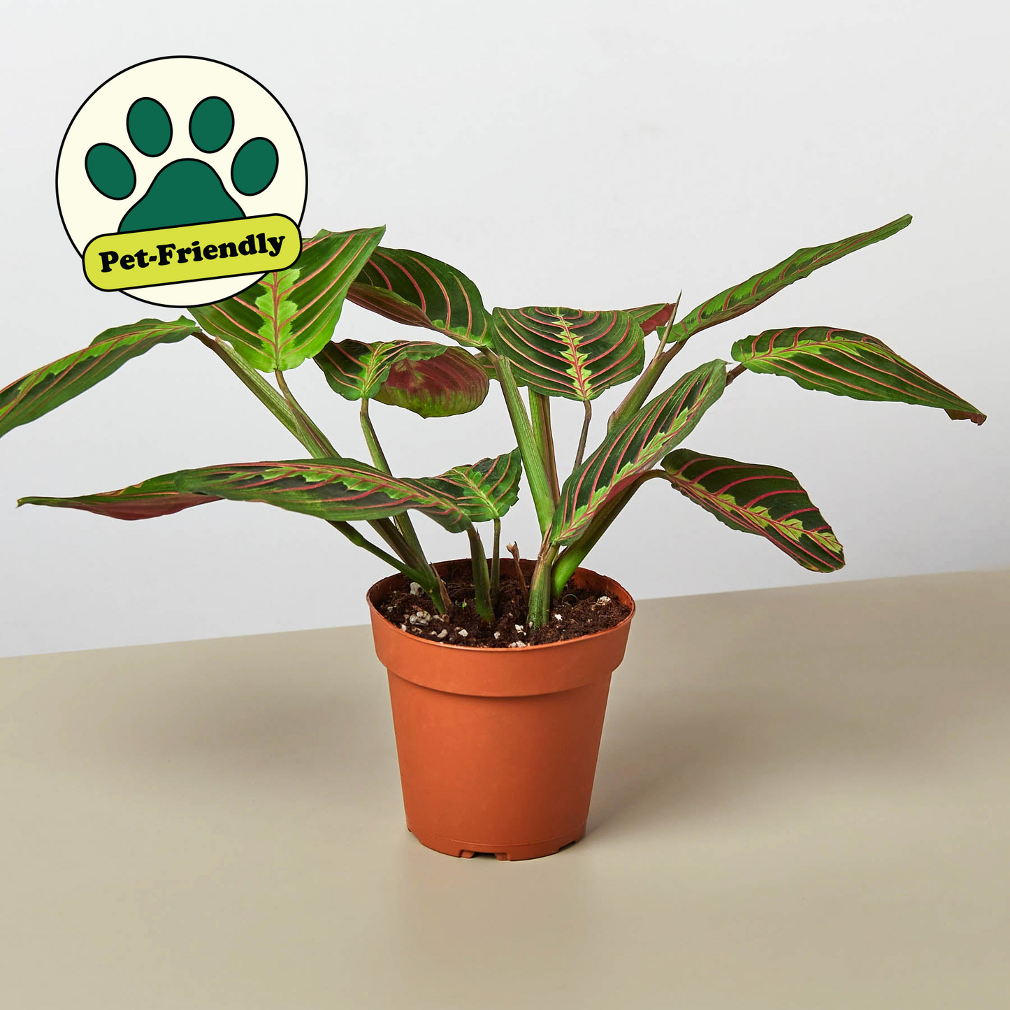 Maranta 'Red Prayer' Plant - Living Art with Stunning Red Veined Leaves