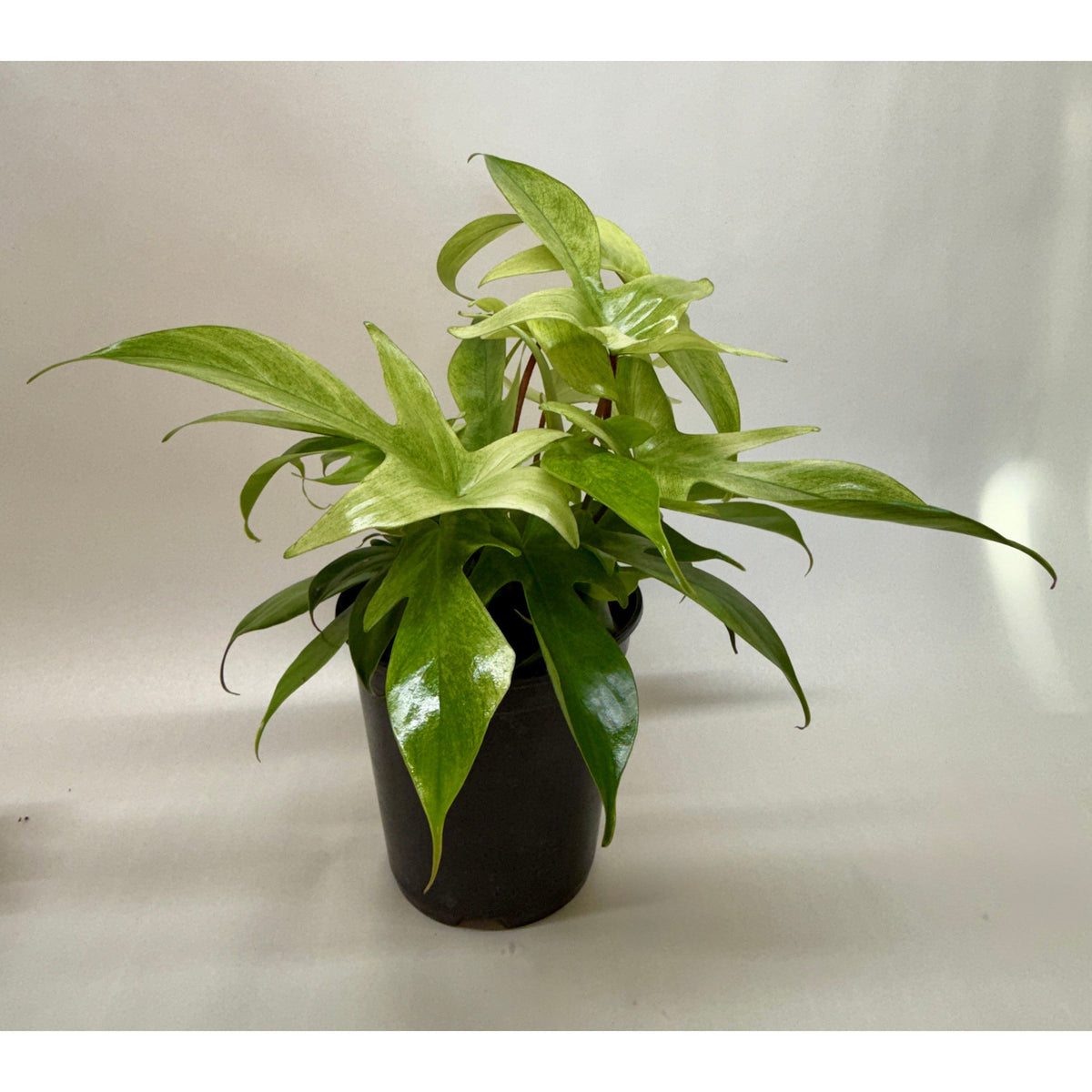 Philodendron 'Florida Ghost'