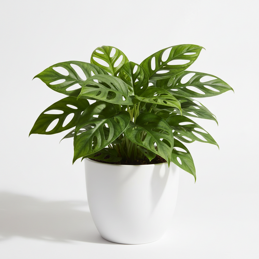 A potted Monstera deliciosa plant with distinctive green split leaves, presented in a white ceramic pot against a clean white background.