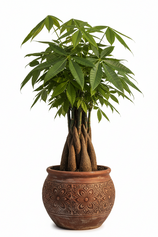 A potted cashew plant with green leaves and brown trunk, in a round brown terracotta pot with floral embossing, isolated on a white background.