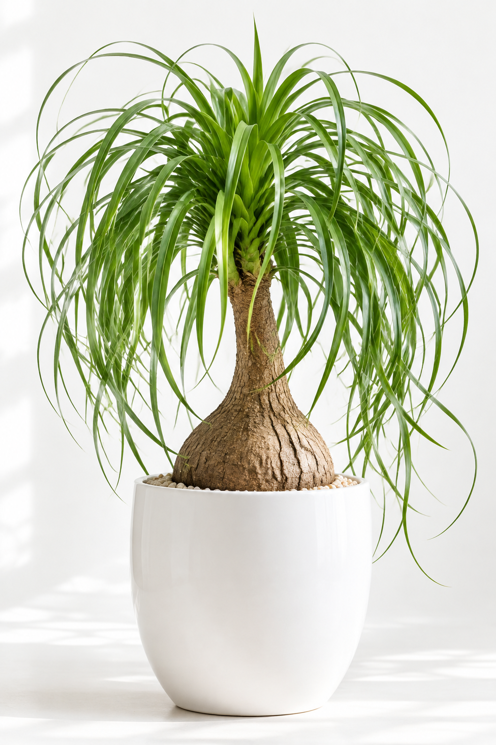Palm Ponytail - 6" Pot - NURSERY POT ONLY