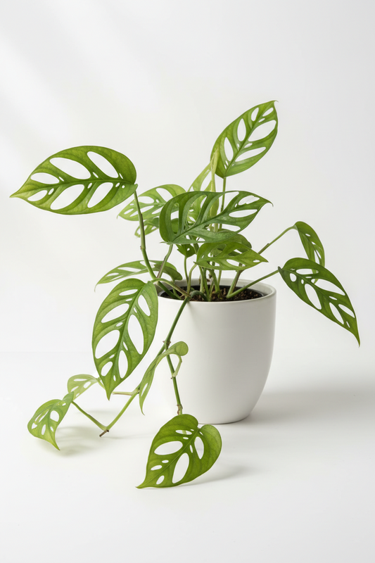 A green monstera plant with distinctive perforated leaves in a white ceramic pot, photographed against a clean white background.