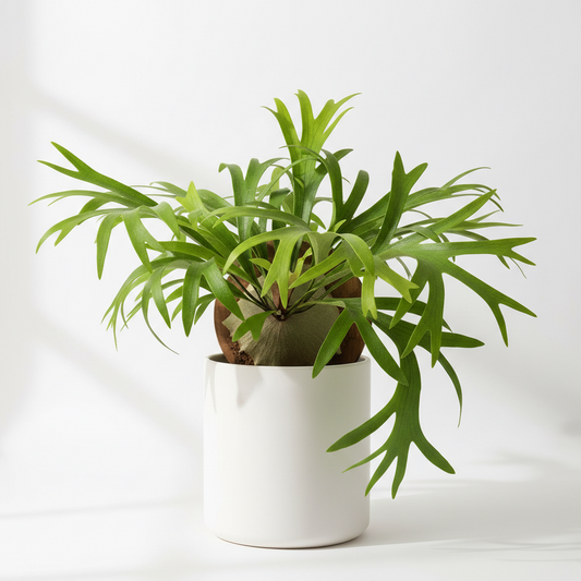 Staghorn Fern