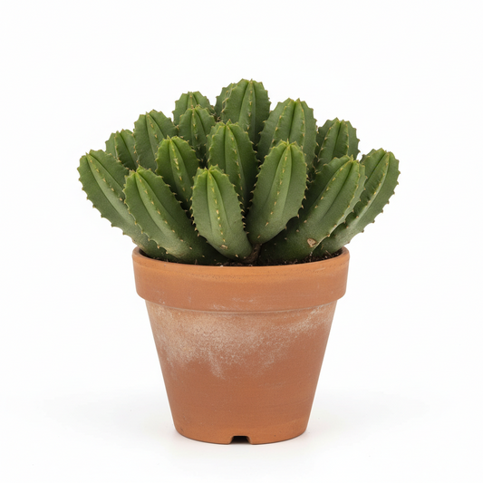 Succulent Cactus Stapelia - 6" Pot