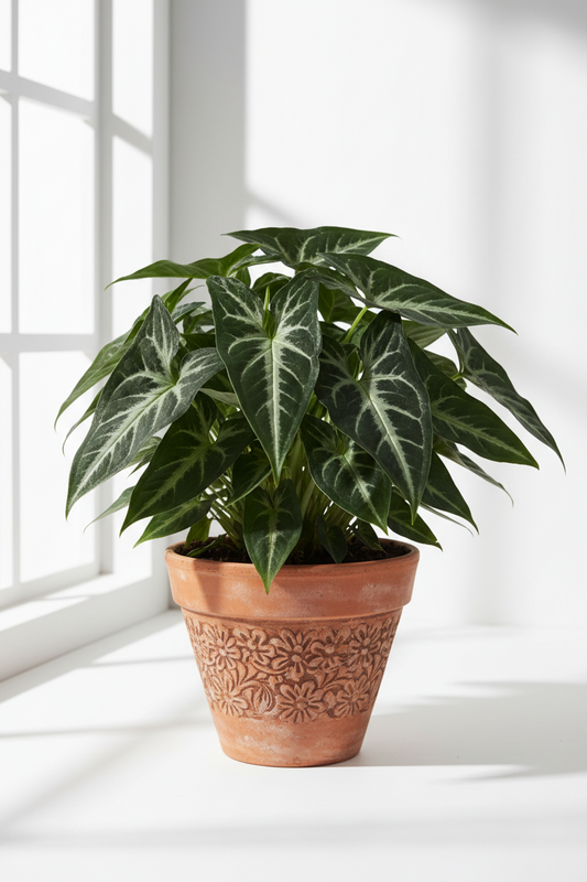 A potted Calathea Oxyrhinca plant with dark green leaves featuring prominent white veins, in a terracotta-colored ceramic pot with embossed floral patterns, set on a white windowsill with soft window light casting shadows.